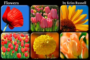 Flower_Collection